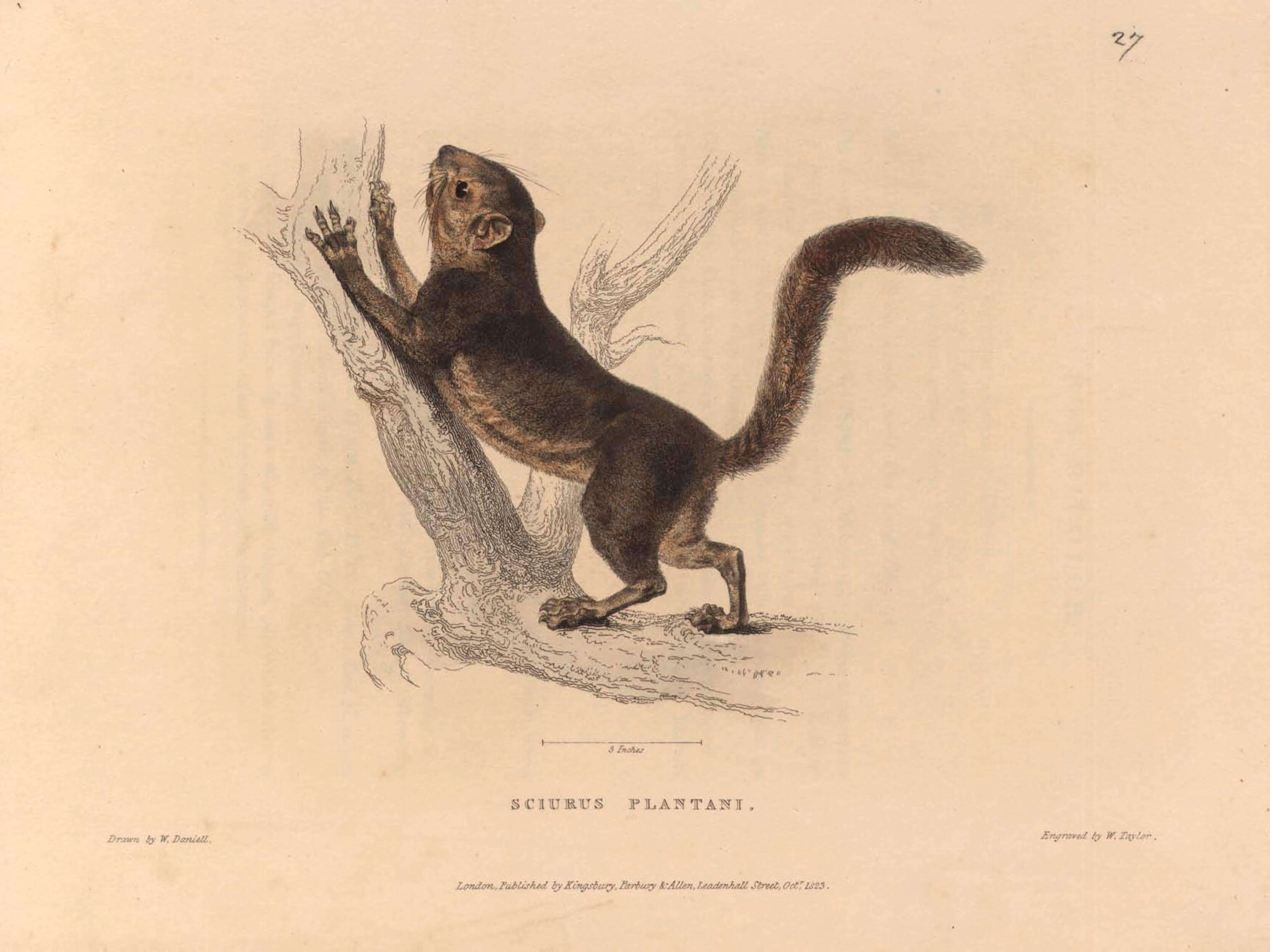 Image of Plantain Squirrel