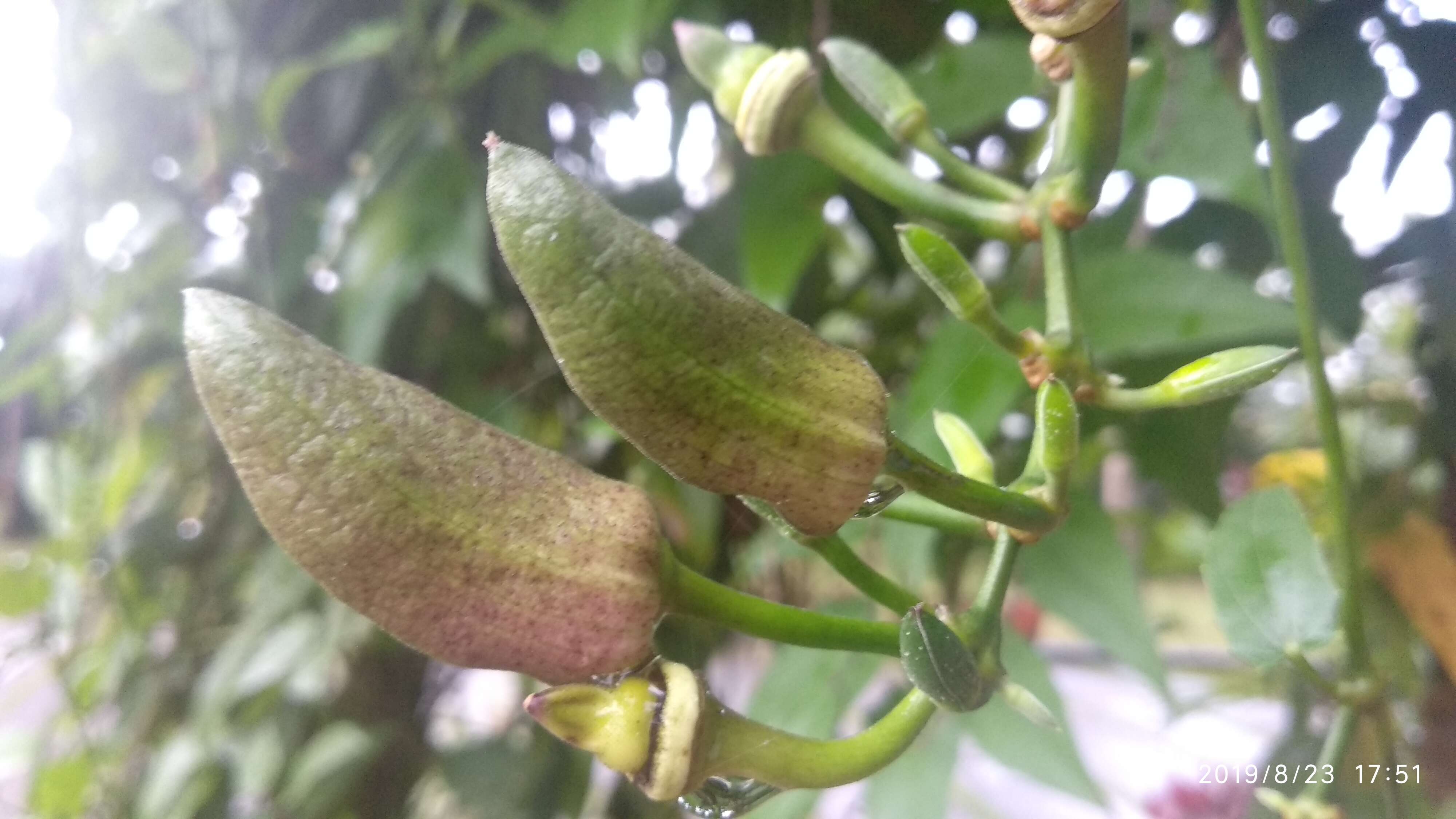 Image of laurel clockvine