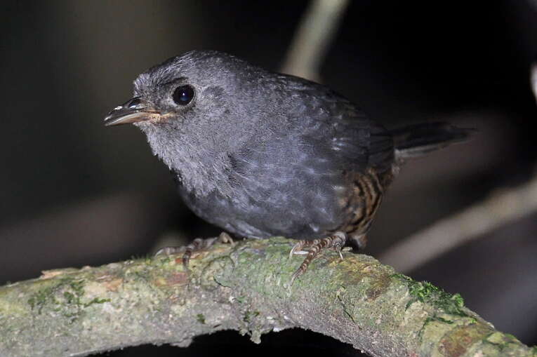 Image of Planalto Tapaculo