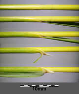 Image of European feather grass