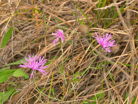 Image of spotted knapweed