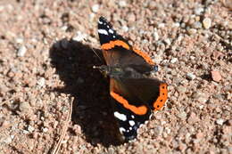 Imagem de Vanessa atalanta Linnaeus 1758