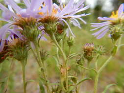 Image of western meadow aster