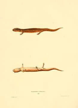 Image of Spring Salamander