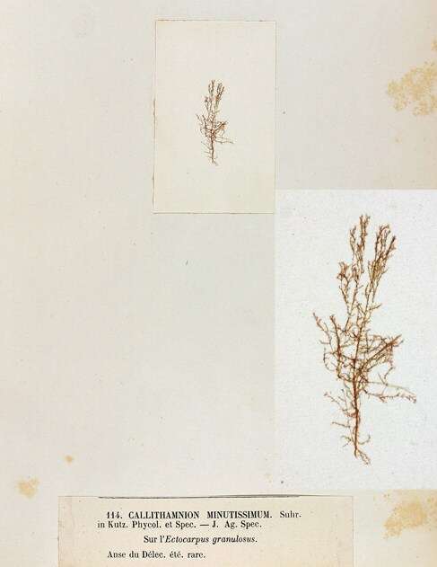 Imagem de Acrochaetium Nägeli 1858