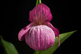 Image of Large-flowered Cypripedium