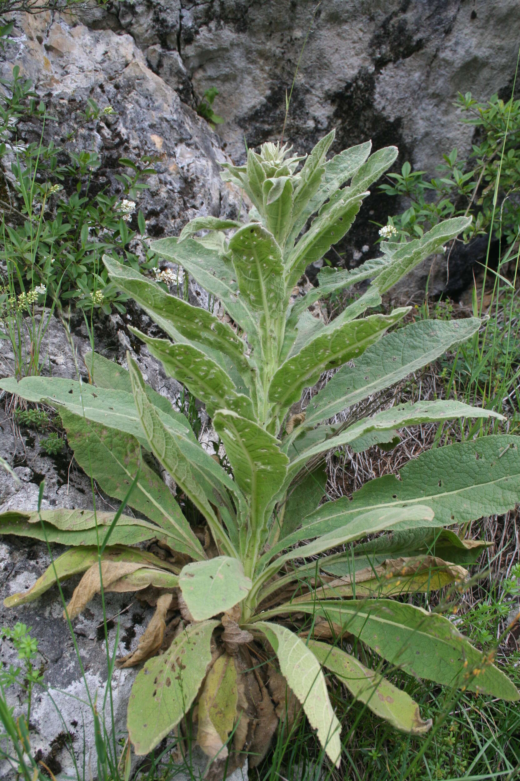 Image of Great Mullein