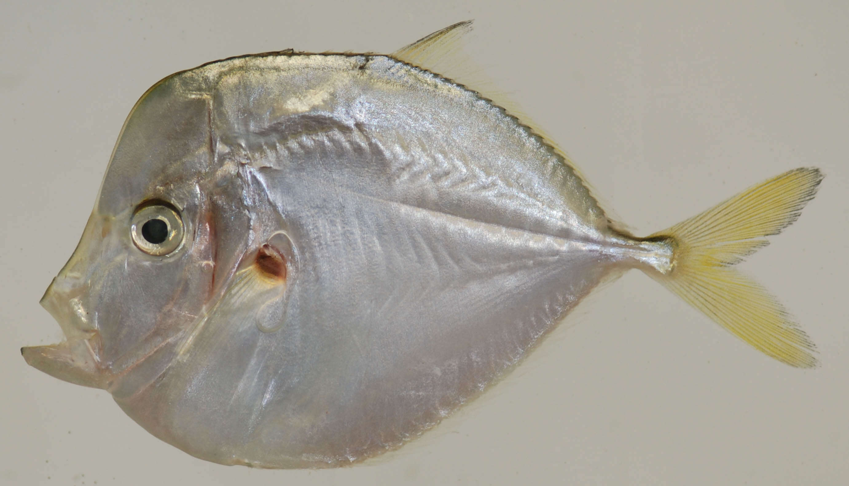 Image of Atlantic Moonfish