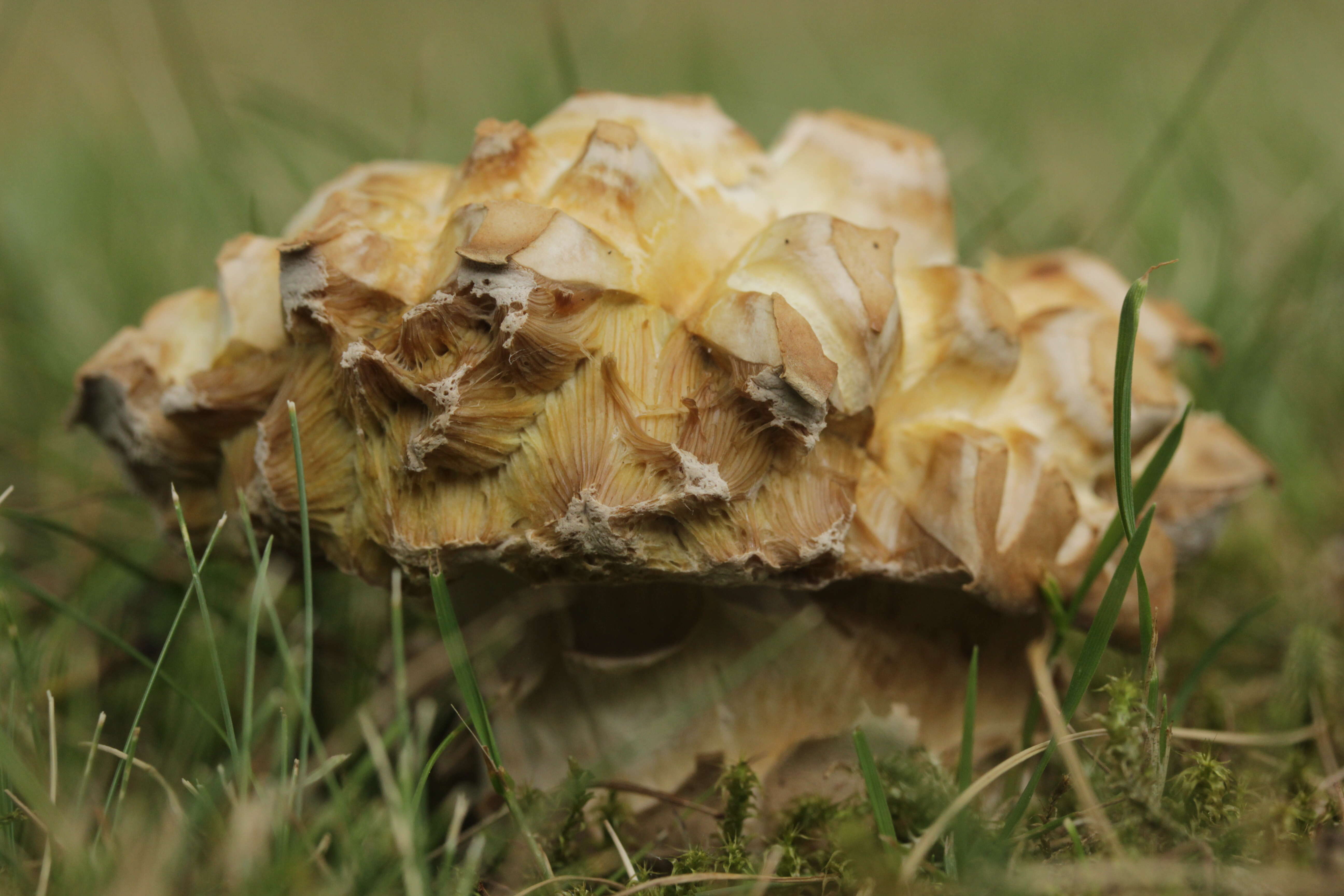 Imagem de Boletus reticulatus Schaeff. 1774