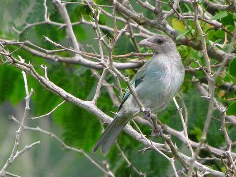 Image of Glaucous Tanager