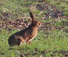 Image of brown hare, european hare