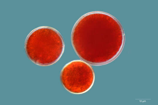 Image of Haematococcus lacustris