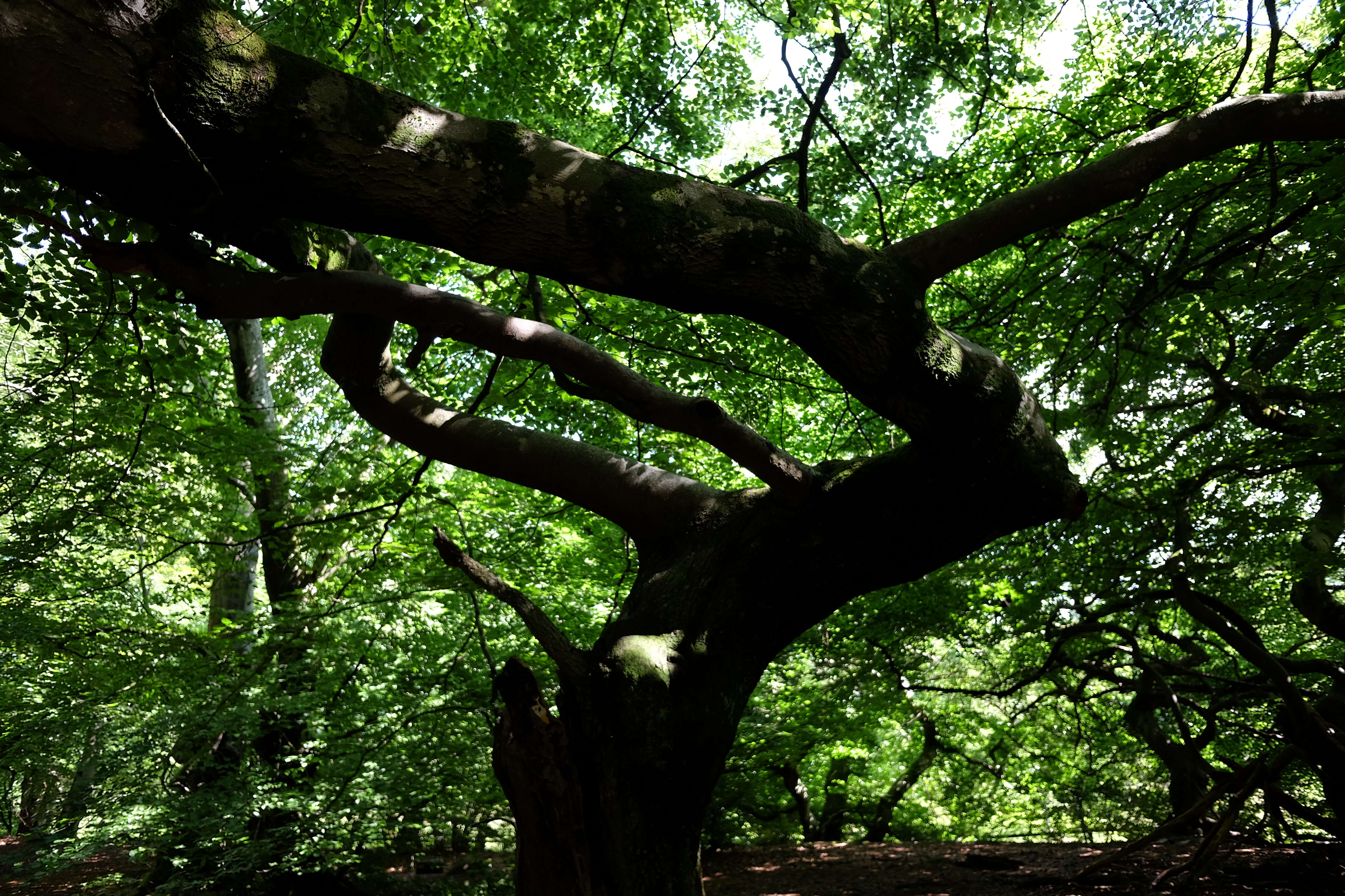 Image of Fagus sylvatica var. suentelensis