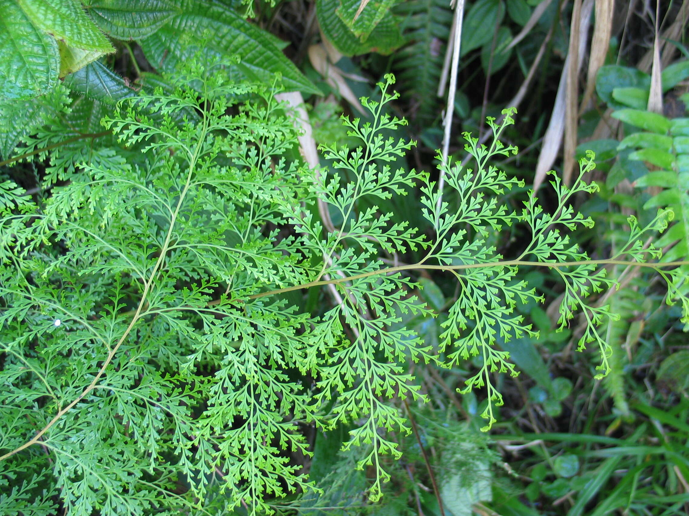 صورة Odontosoria chinensis (L.) J. Sm.