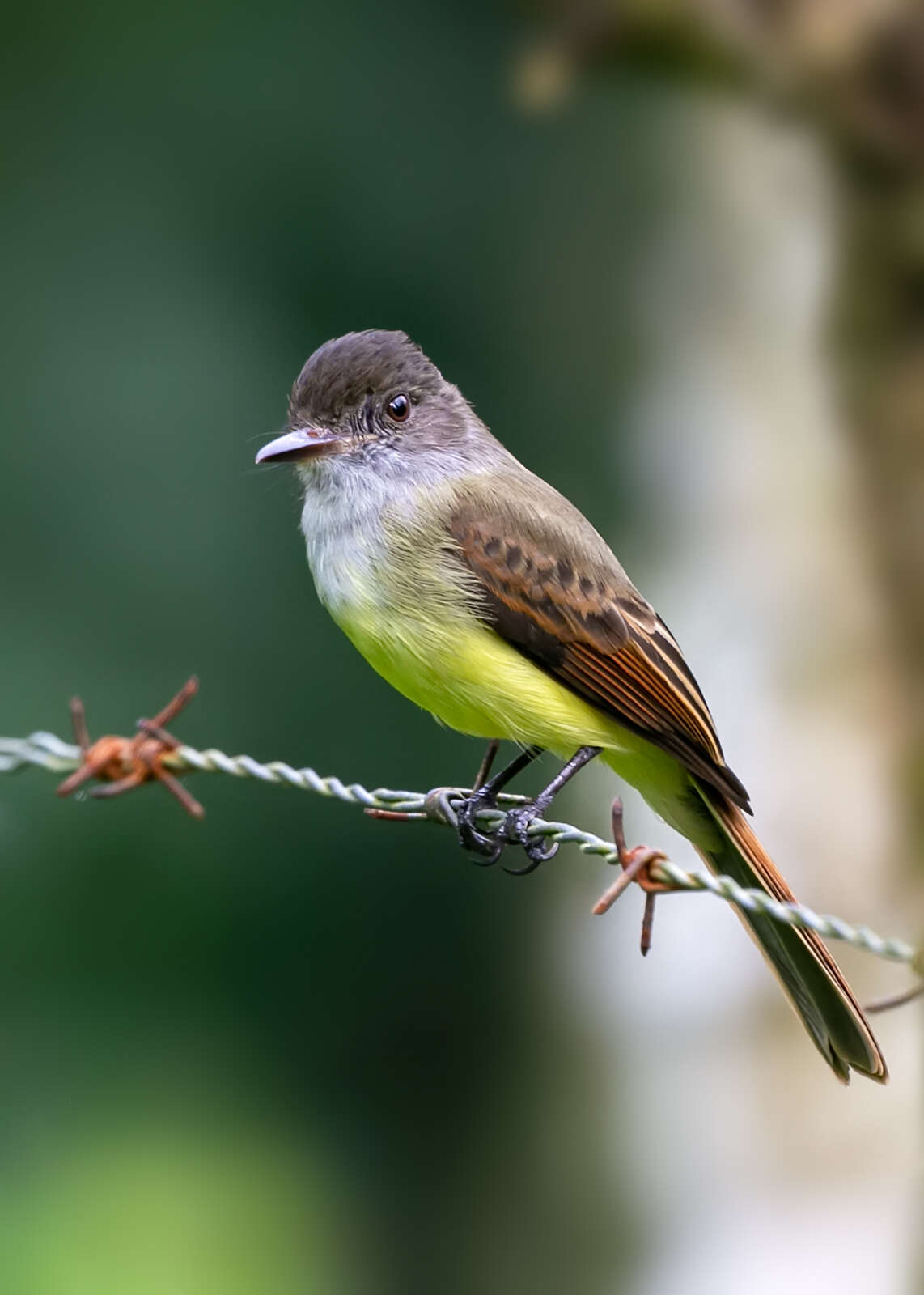 Image of Dusky-capped Flycatcher