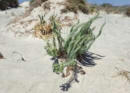 Image of sea spurge