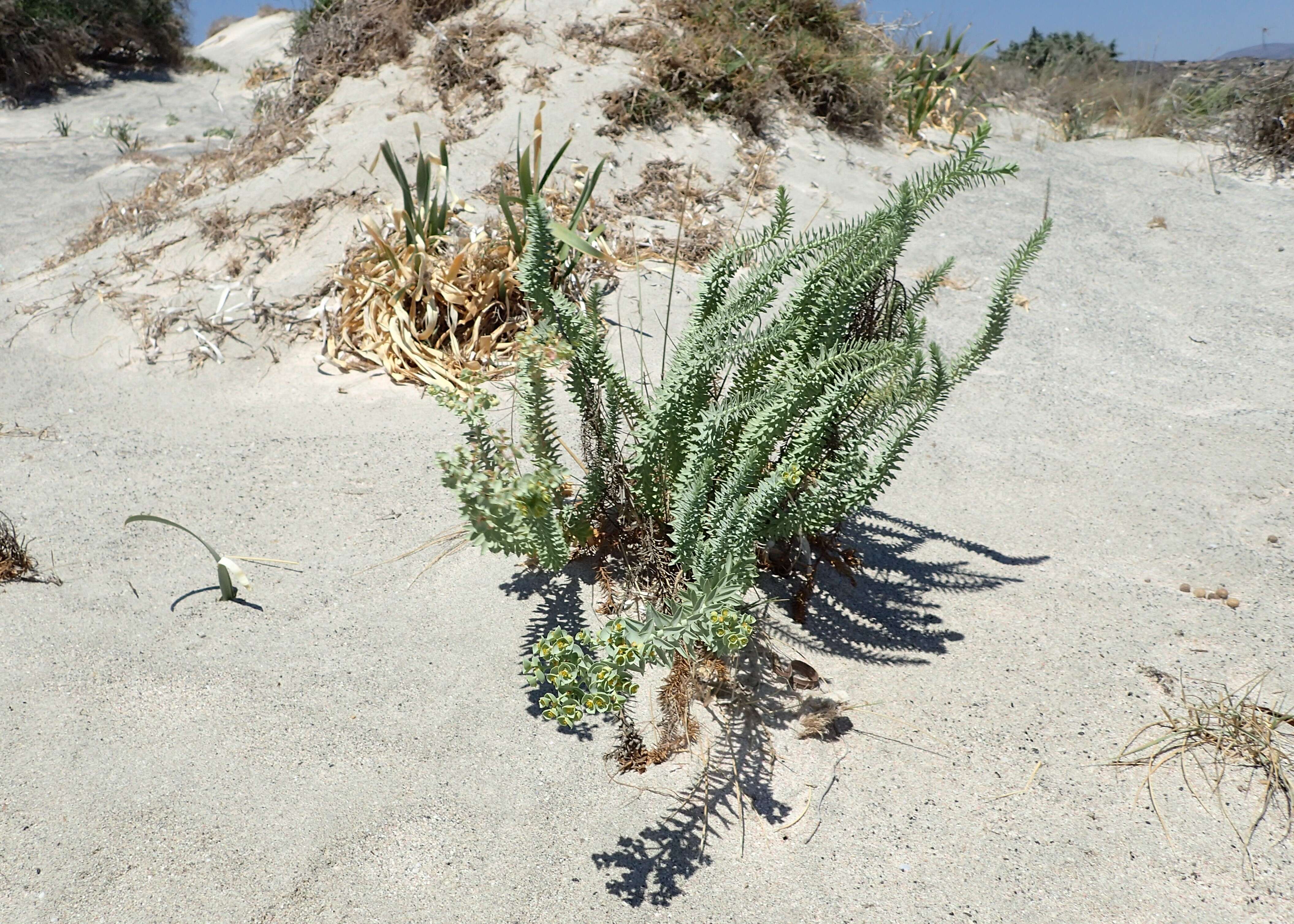 Image of sea spurge