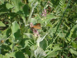 Image of small skipper