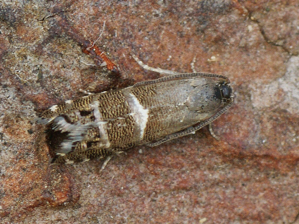 Image of Obscure Silver-Striped Piercer