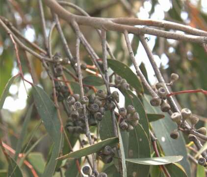 Image of broadleaf peppermint gum