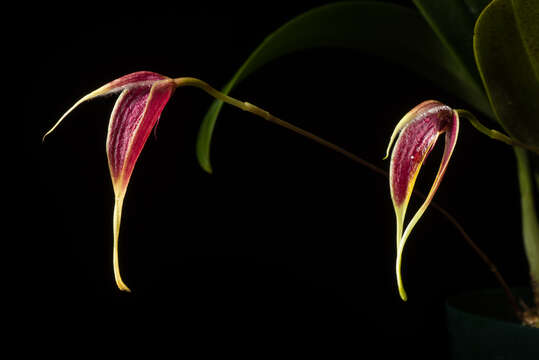 Image of Red horntail orchid