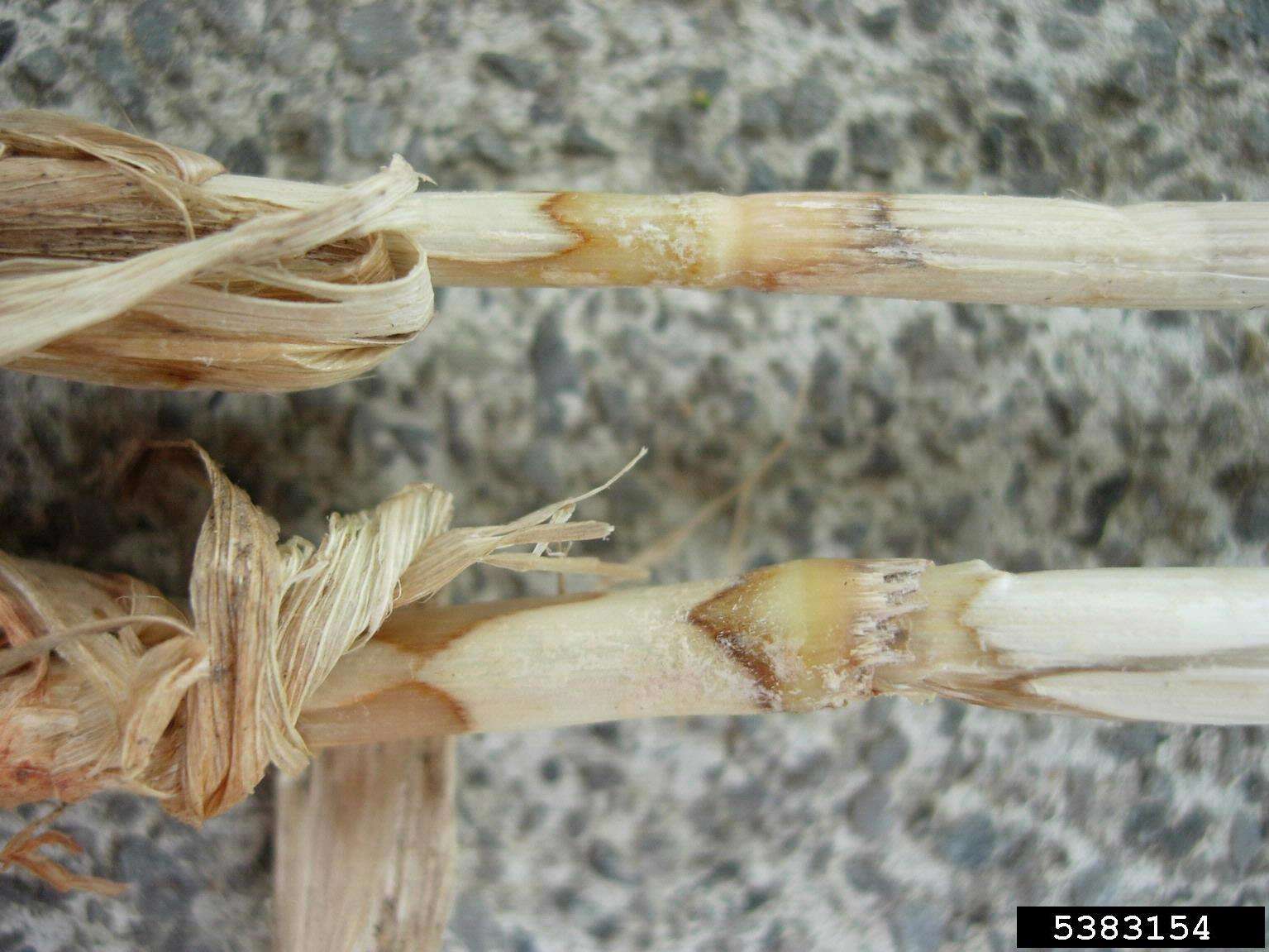 Image of Ceratobasidium cereale D. I. Murray & Burpee 1984