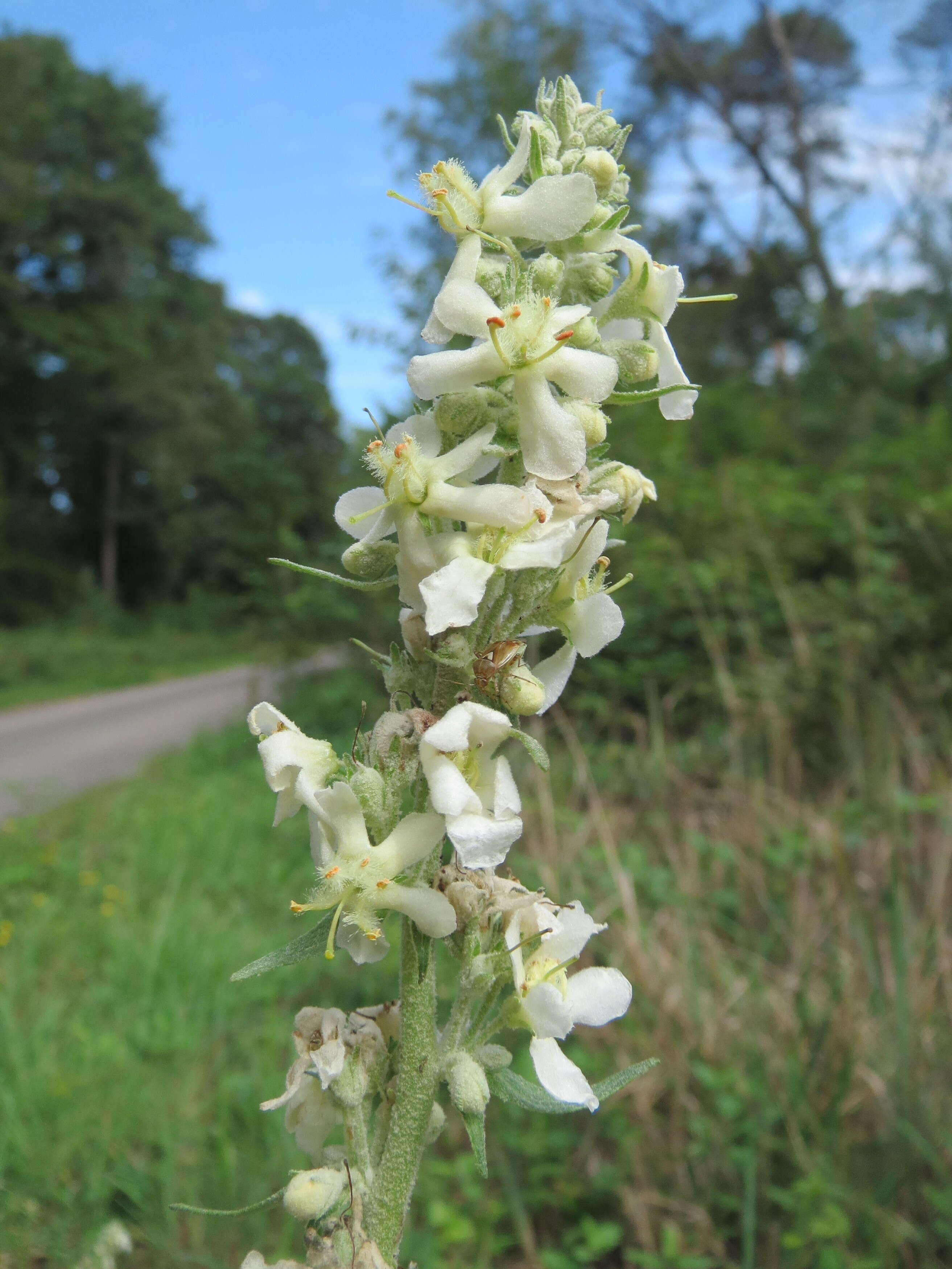 Image of white mullein