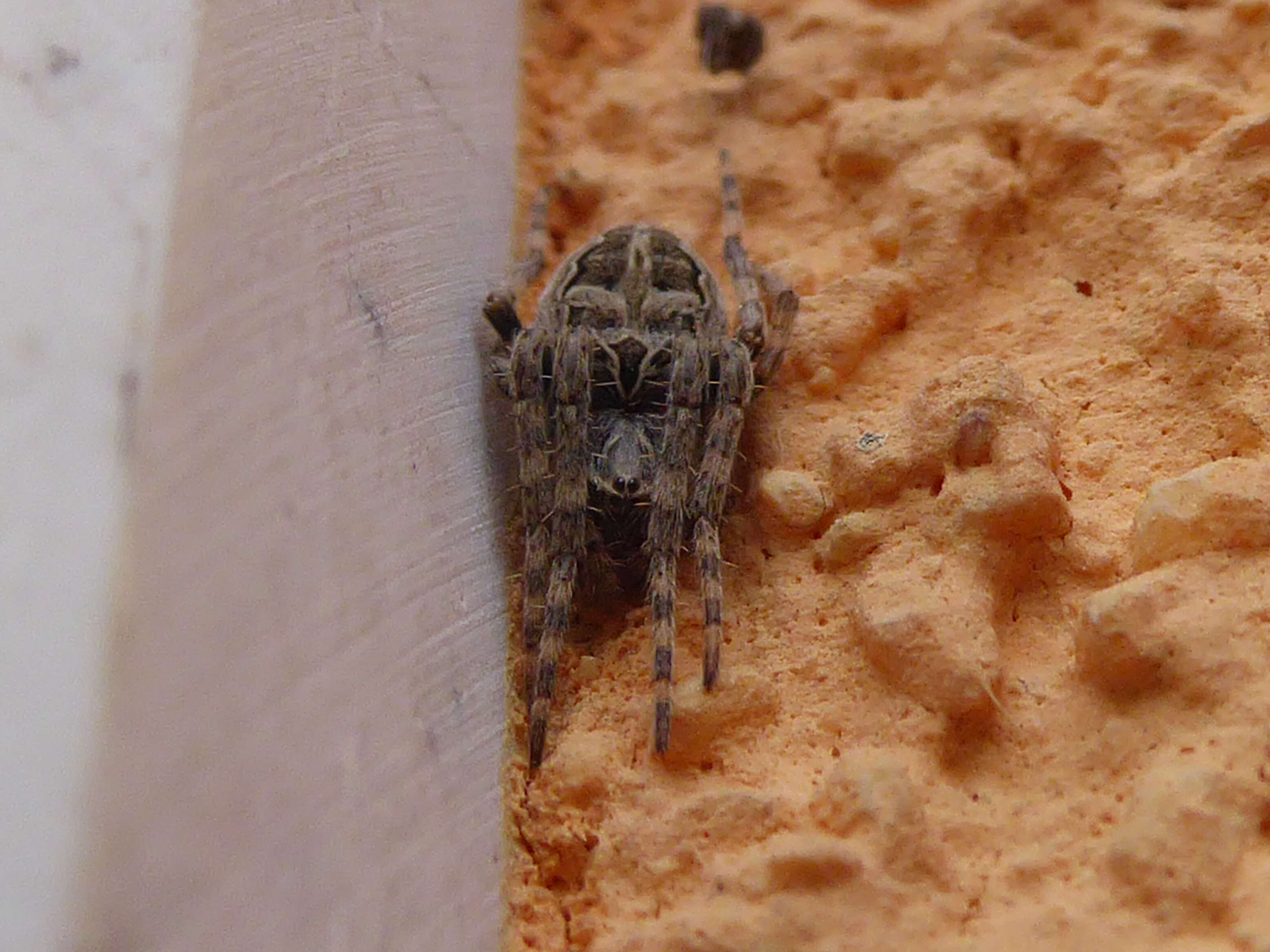 Image of Gray Cross Spider