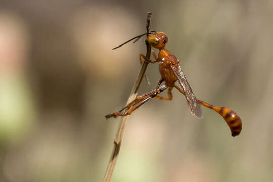 Image of Ammophila wrightii (Cresson 1868)