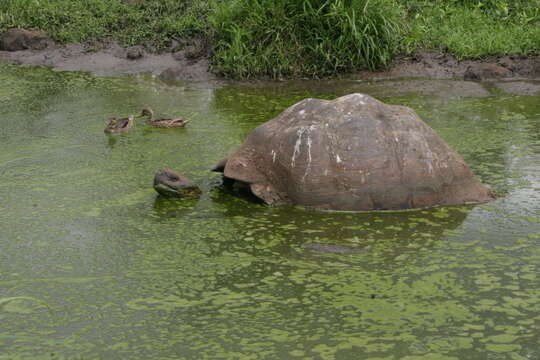 Image of Galapagos giant tortoise