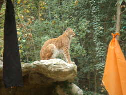 Image of Eurasian lynx