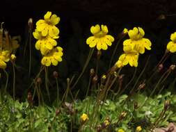 Image de Erythranthe primuloides (Benth.) G. L. Nesom & N. S. Fraga