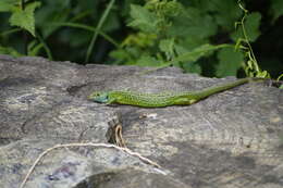 Image of Western Green Lizard