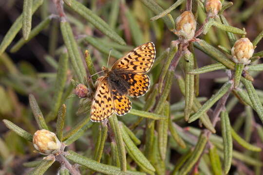 Plancia ëd Boloria freija