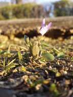 Image of teesdale violet