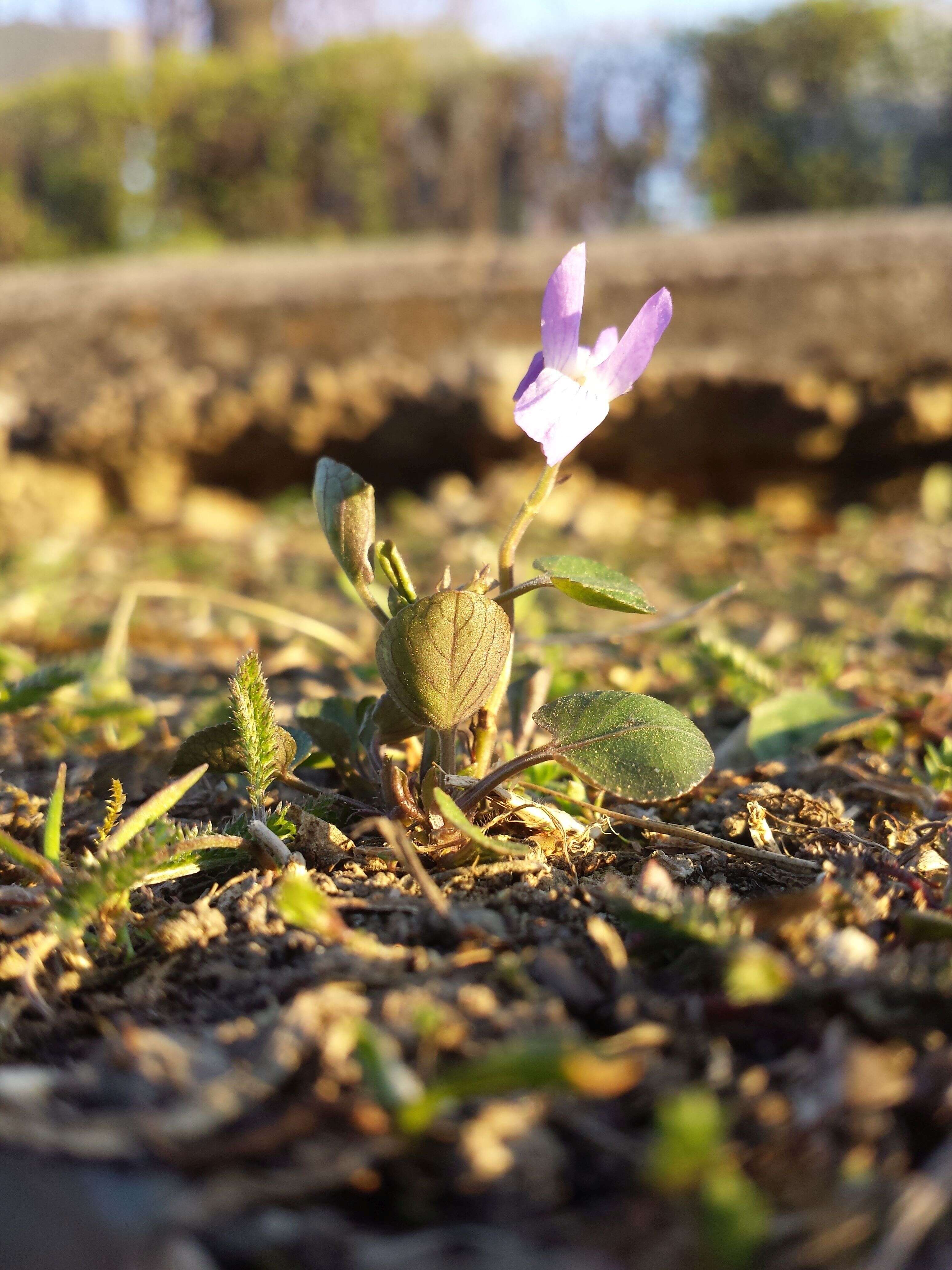 Image of teesdale violet