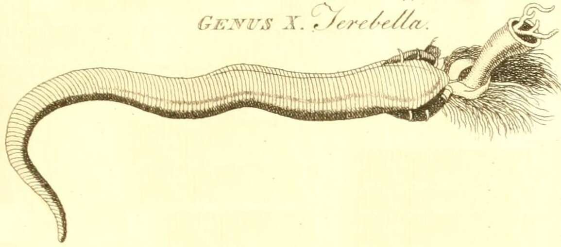 Image of Terebella Linnaeus 1767