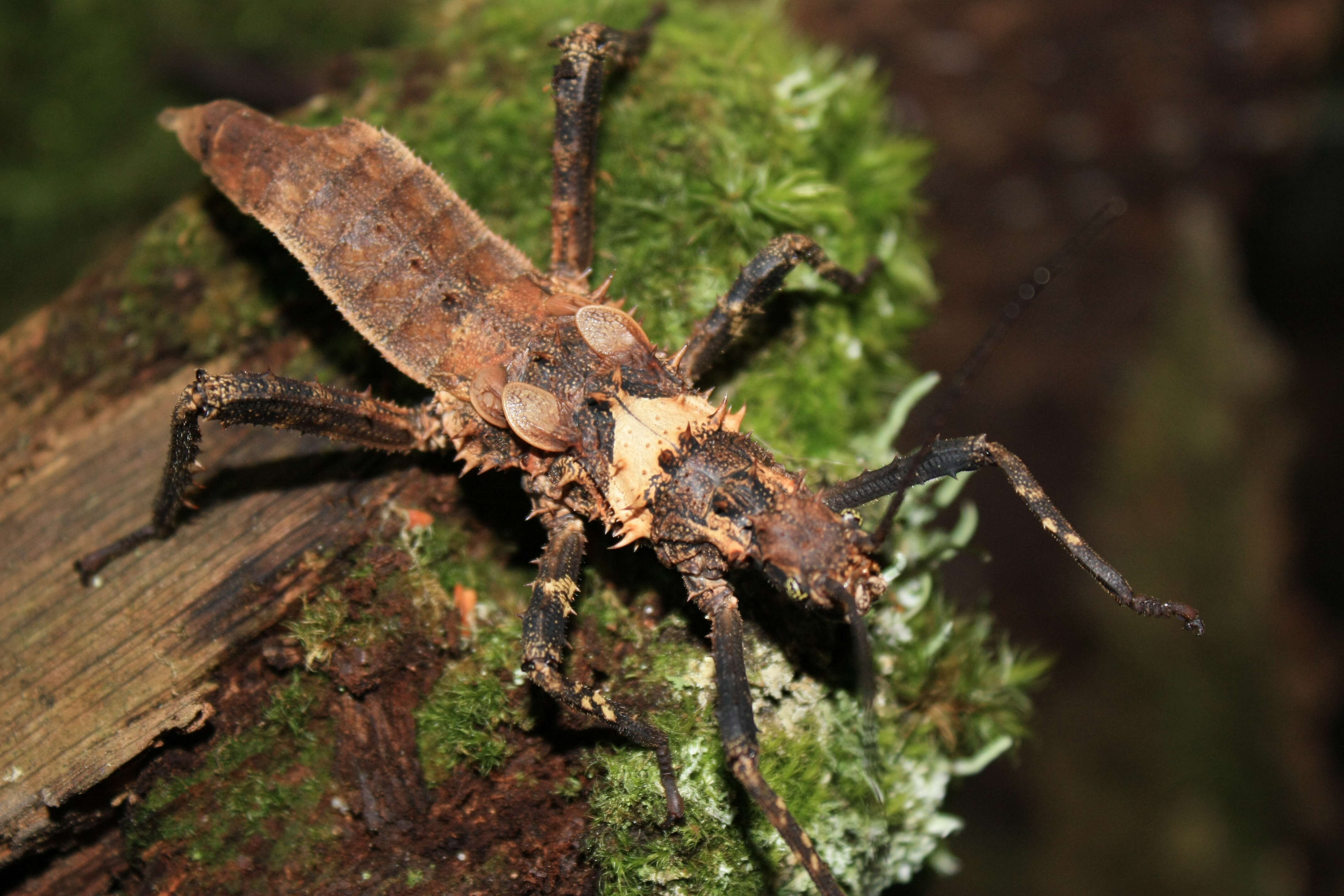 Image of De Haan's Haaniella