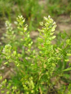 Image of Virginia pepperweed