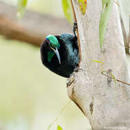 Image of Superb Bird of Paradise