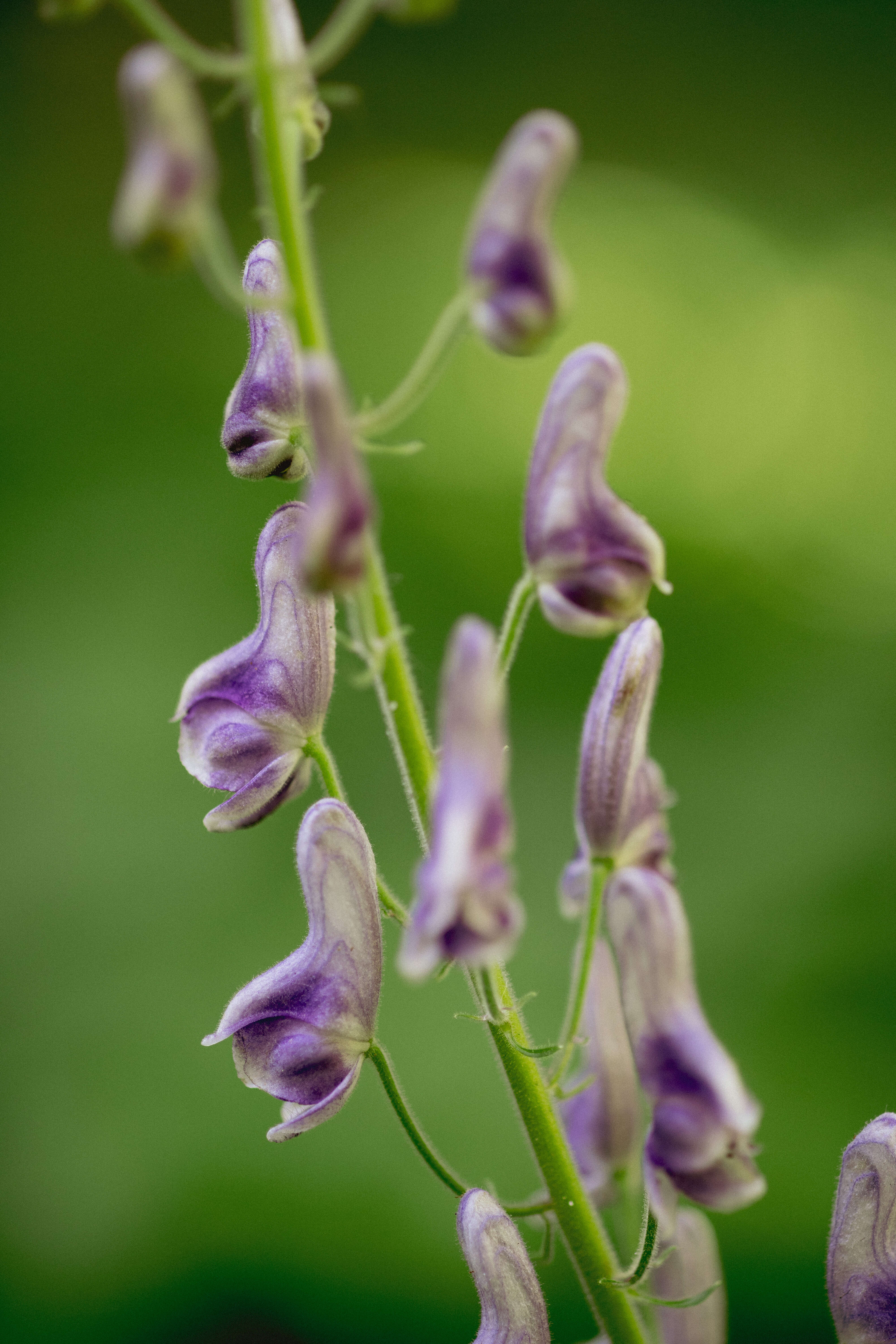 Image of monkshood