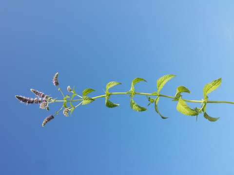 Imagem de Mentha longifolia (L.) Huds.