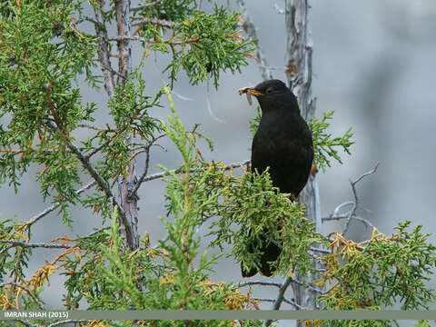 Image of Tibetan Blackbird