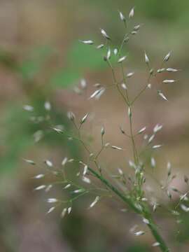 Image of silver hairgrass