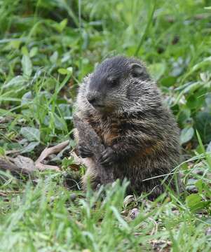 Image of Marmota subgen. Marmota Blumenbach 1779