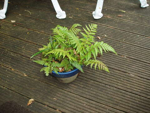 Image of Lacy Tree Fern