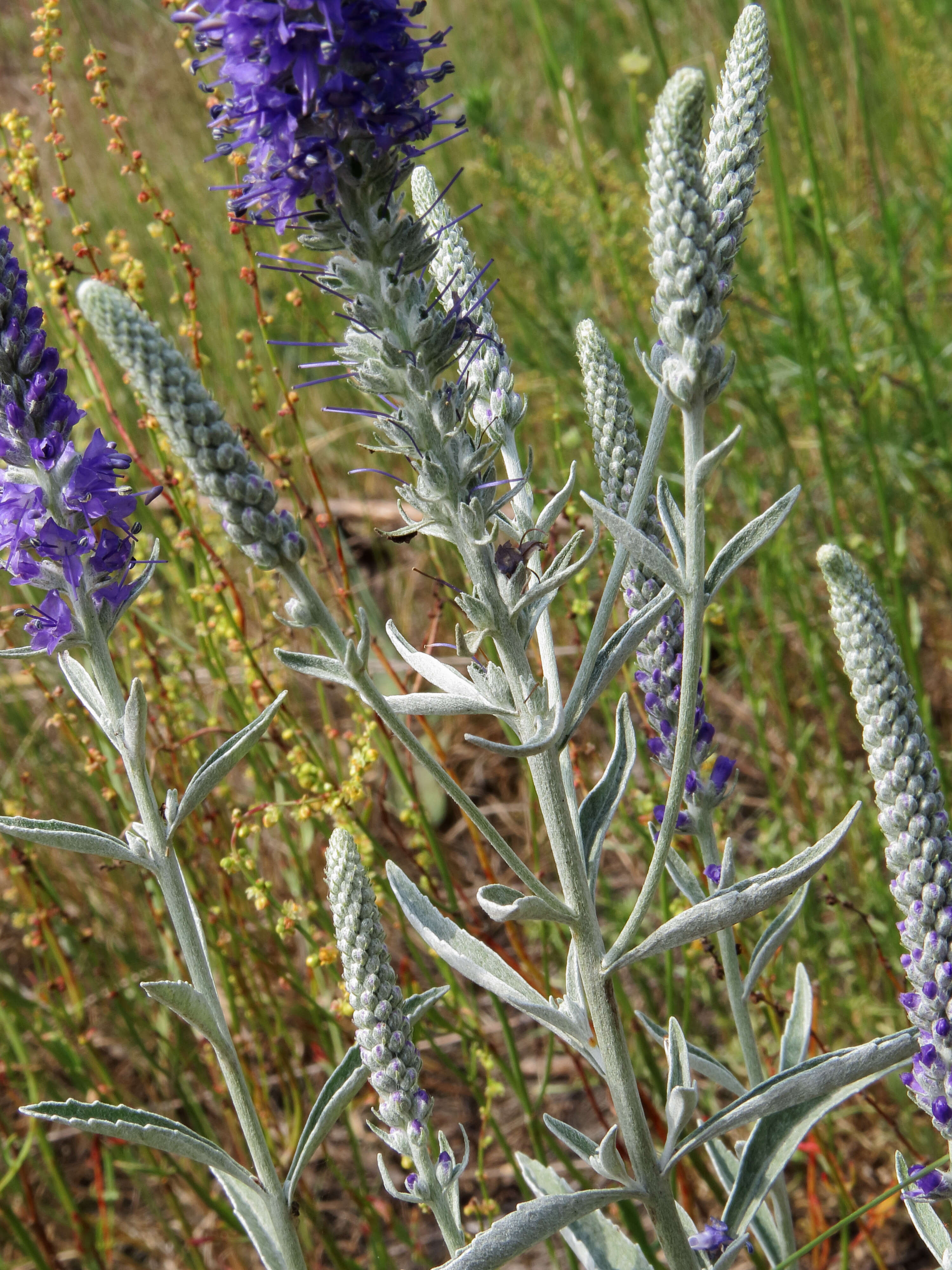 Image of Veronica incana L.