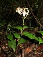 Image of Tricyrtis macropoda Miq.