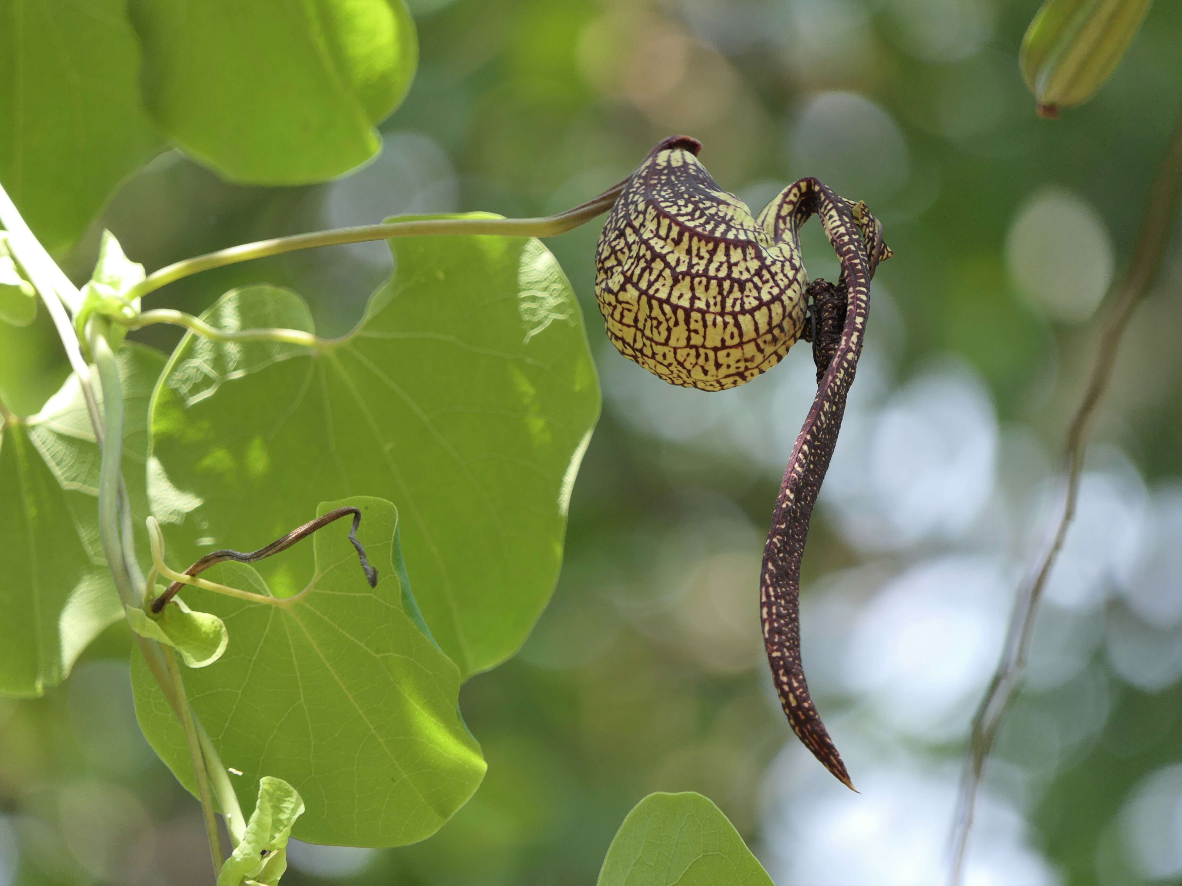 Image de Aristolochia ringens Vahl