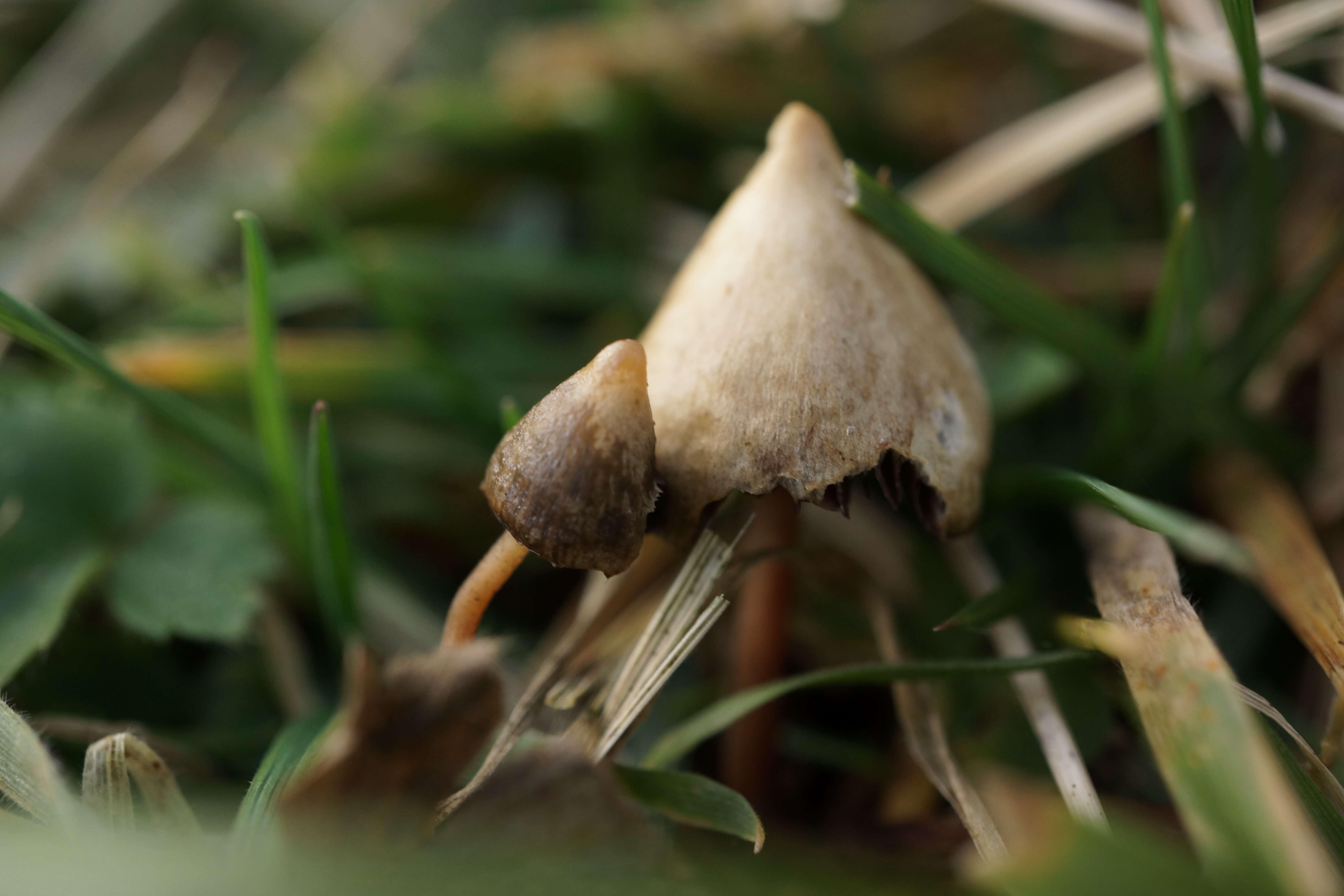 Plancia ëd Psilocybe semilanceata (Fr.) P. Kumm. 1871